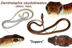 Dendrelaphis caudolineatus • © Mary-Ruth Low • All Rights Reserved