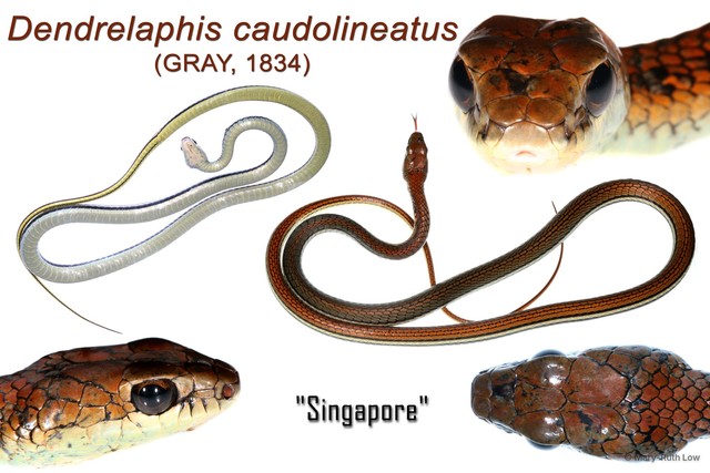 Dendrelaphis caudolineatus • © Mary-Ruth Low • All Rights Reserved