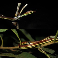 Dendrelaphis caudolineatus • © Nathanael Maury • All Rights Reserved