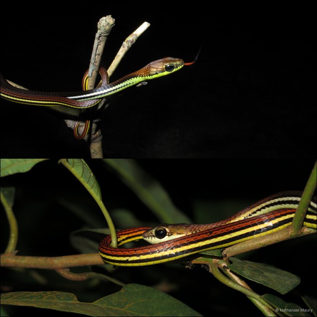 Dendrelaphis caudolineatus