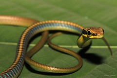 Dendrelaphis cyanochloris