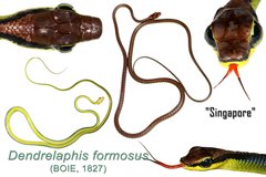 Dendrelaphis formosus