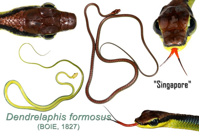 Dendrelaphis formosus • © Kenneth Chin • All Rights Reserved