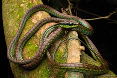 Dendrelaphis formosus • © Nathanael Maury • All Rights Reserved
