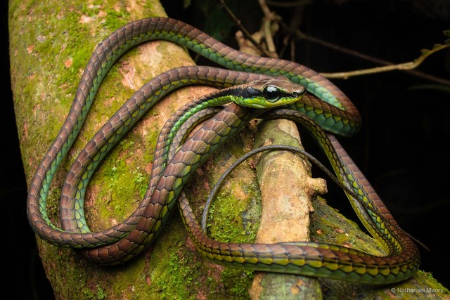 Dendrelaphis formosus