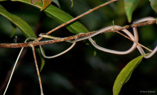 Dendrelaphis haasi • © Serin Subaraj • All Rights Reserved