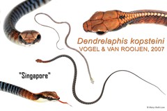 Dendrelaphis kopsteini