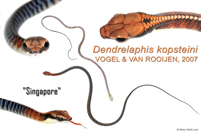Dendrelaphis kopsteini • © Mary-Ruth Low • All Rights Reserved