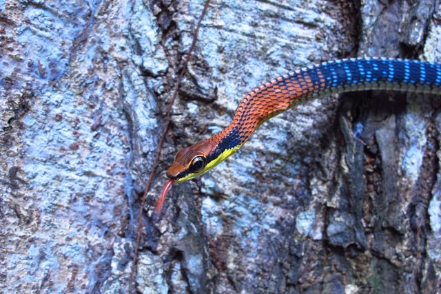 Dendrelaphis kopsteini