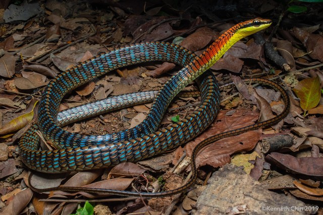 Dendrelaphis kopsteini