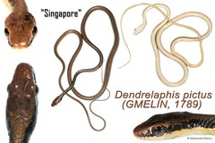 Dendrelaphis pictus