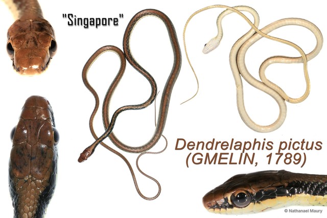 Dendrelaphis pictus • © Nathanael Maury • All Rights Reserved