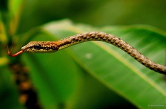 Dryophiops rubescens