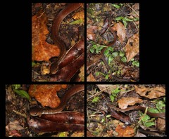 Gongylosoma baliodeira