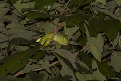 Gonyosoma oxycephalum