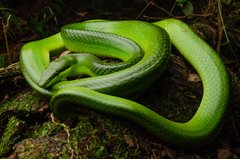 Gonyosoma oxycephalum • © Kenneth Chin • All Rights Reserved