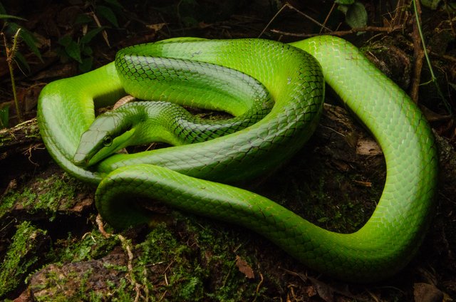 Gonyosoma oxycephalum