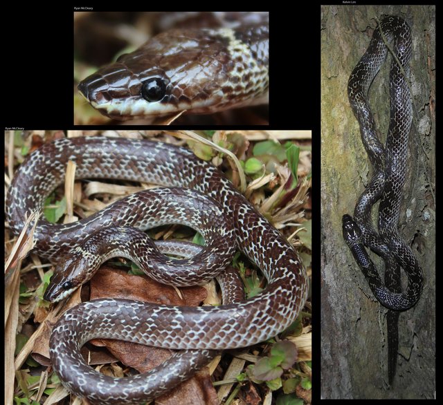 Lycodon capucinus • © Kelvin Lim Kok Peng • All Rights Reserved