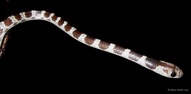 Lycodon subannulatus • © Mary-Ruth Low • All Rights Reserved