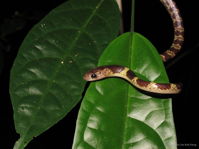 Lycodon subannulatus