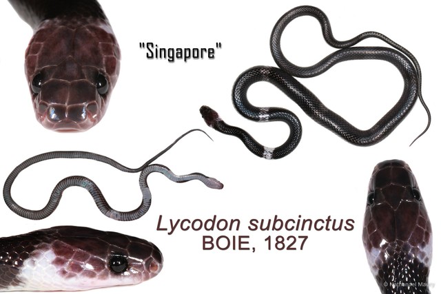 Lycodon subcinctus • © Nathanael Maury • All Rights Reserved