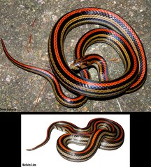 Oligodon octolineatus