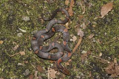 Oligodon signatus