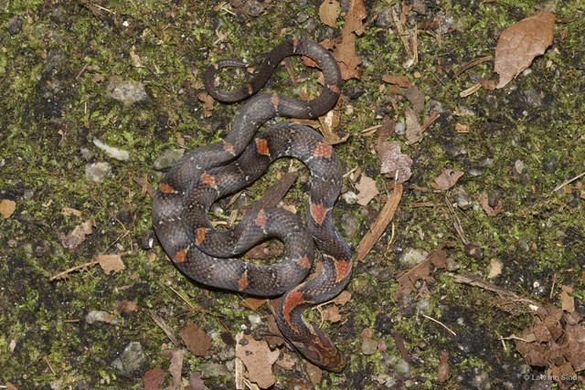 Oligodon signatus • © Law Ing Sind • All Rights Reserved