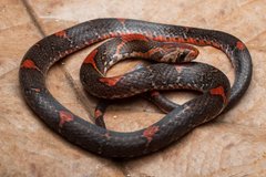 Oligodon signatus • © Kenneth Chin • All Rights Reserved