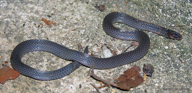 Pseudorabdion longiceps • © Kelvin Lim Kok Peng • All Rights Reserved