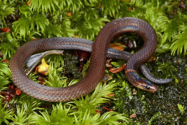 Pseudorabdion longiceps