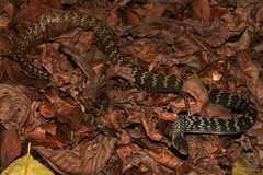 Ptyas carinata