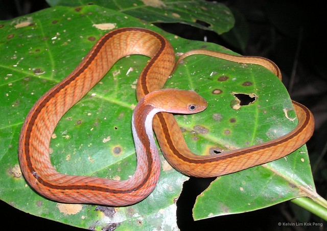 Rhabdophis rhodomelas • © Kelvin Lim Kok Peng • All Rights Reserved