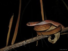 Rhabdophis rhodomelas • © Mary-Ruth Low • All Rights Reserved