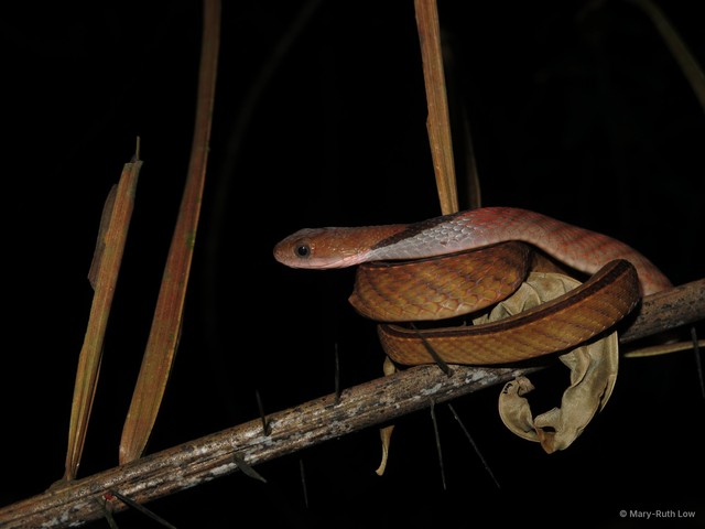 Rhabdophis rhodomelas