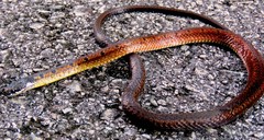 Sibynophis melanocephalus
