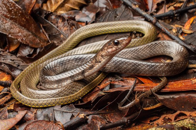 Xenelaphis hexagonotus