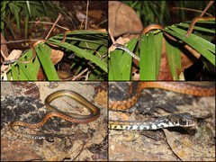 Xenochrophis maculatus