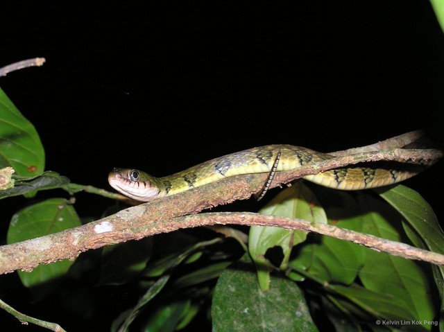 Xenochrophis trianguligerus • © Kelvin Lim Kok Peng • All Rights Reserved