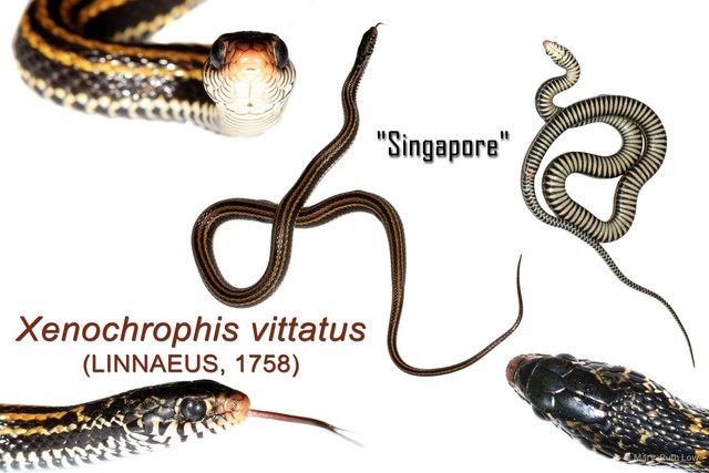 Xenochrophis vittatus • © Mary-Ruth Low • All Rights Reserved