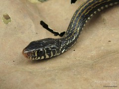 Xenochrophis vittatus • © Nathanael Maury • All Rights Reserved