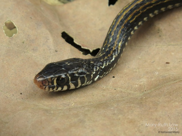 Xenochrophis vittatus