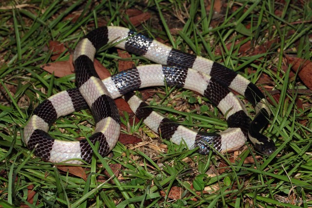 Bungarus fasciatus • © Noel Thomas • All Rights Reserved