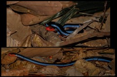 Calliophis bivirgatus
