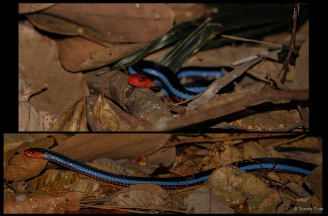 Calliophis bivirgatus • © Dennis Chan • All Rights Reserved