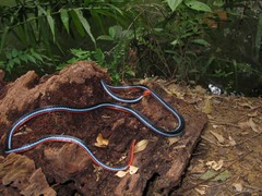 Calliophis bivirgatus • © Mary-Ruth Low • All Rights Reserved