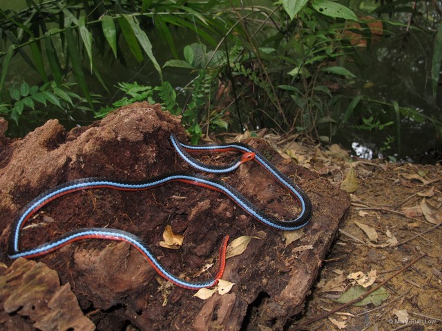Calliophis bivirgatus