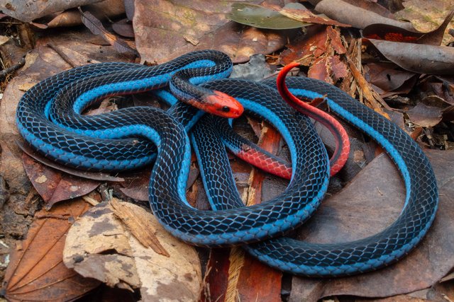 Calliophis bivirgatus