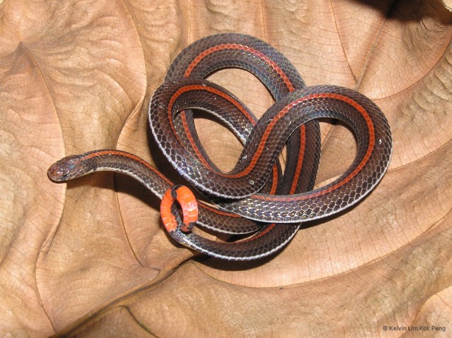 Calliophis intestinalis • © Kelvin Lim Kok Peng • All Rights Reserved