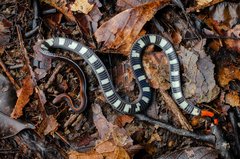 Calliophis intestinalis • © Kenneth Chin • All Rights Reserved